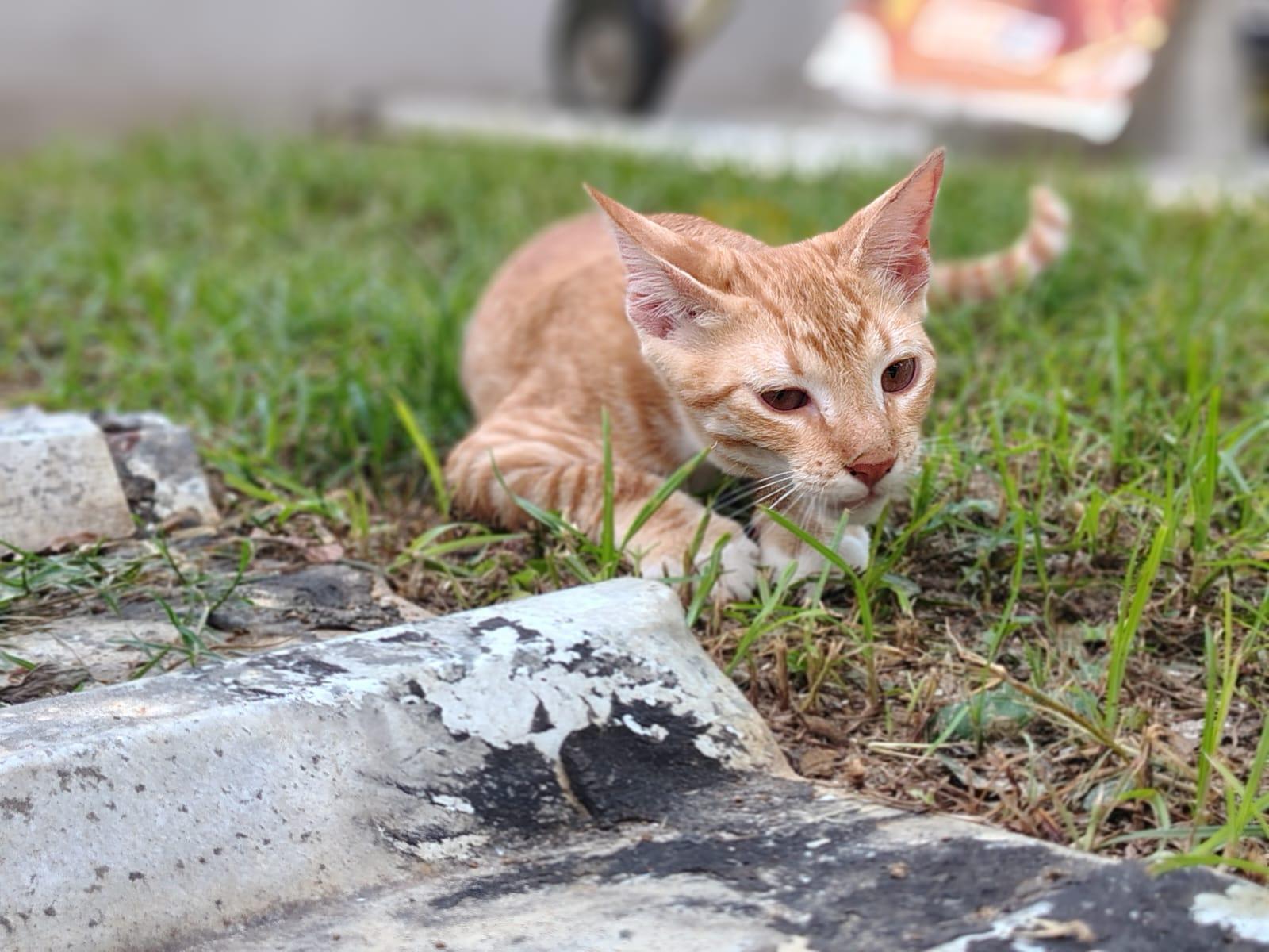 Enlarge Apollo, an adopted Domestic Short Hair in Franklin, MA image 2/3