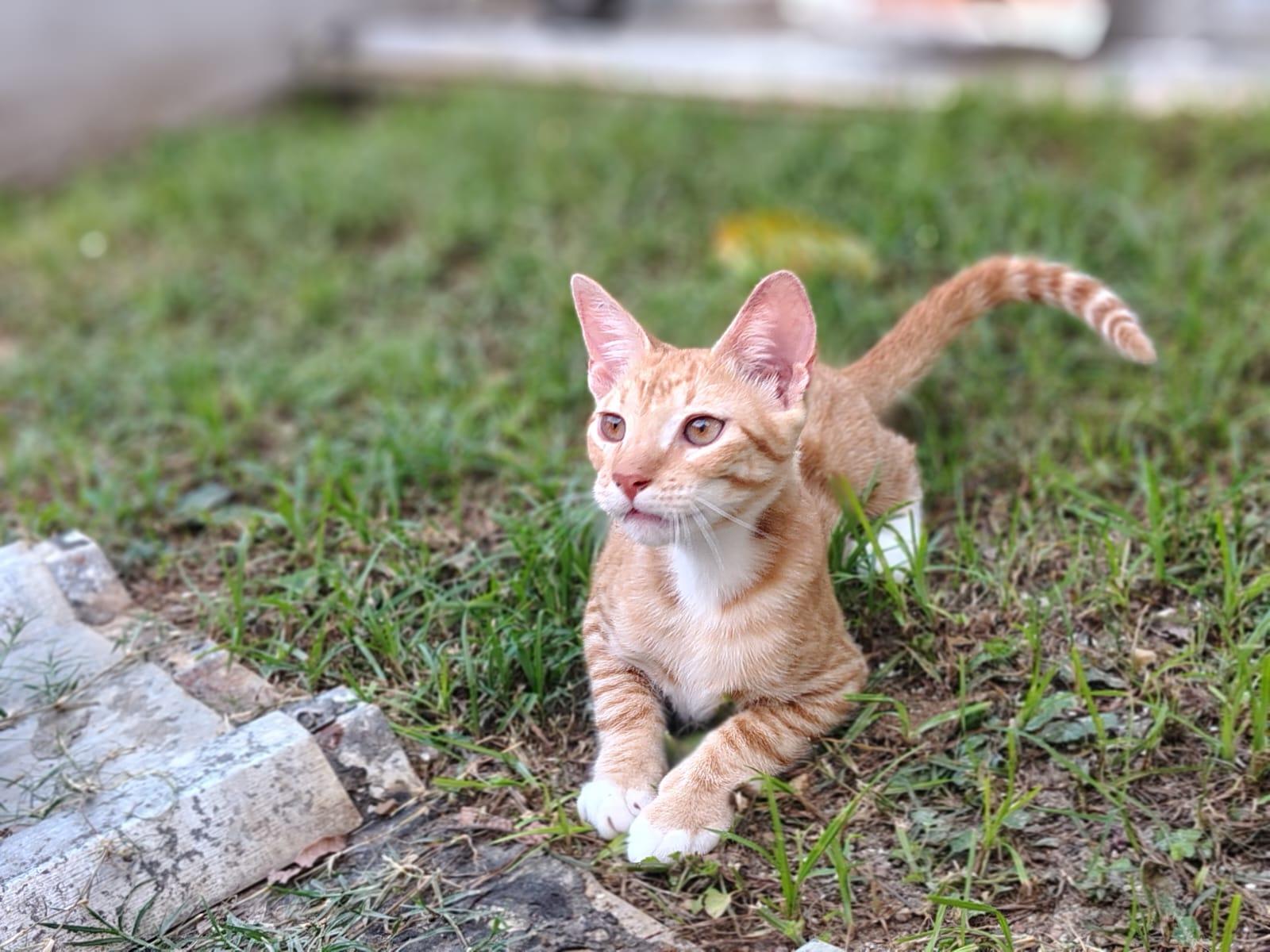 Enlarge Apollo, an adopted Domestic Short Hair in Franklin, MA image 3/3