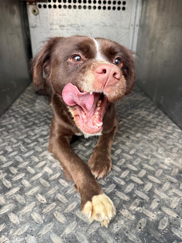 Abby /Arwen, Adoptable, Young Female Spaniel & Pug.