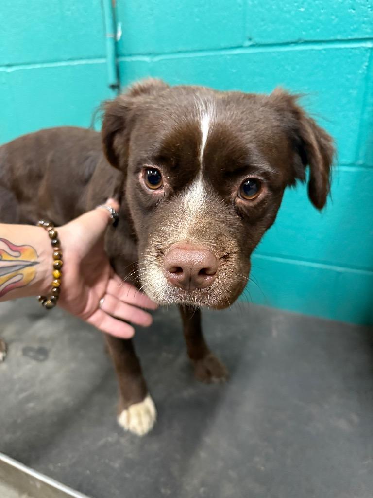 Abby /Arwen, a Adoptable mixed breed in Rockport, TX image 4/4