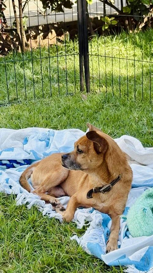 Chavo — thumbnail 3