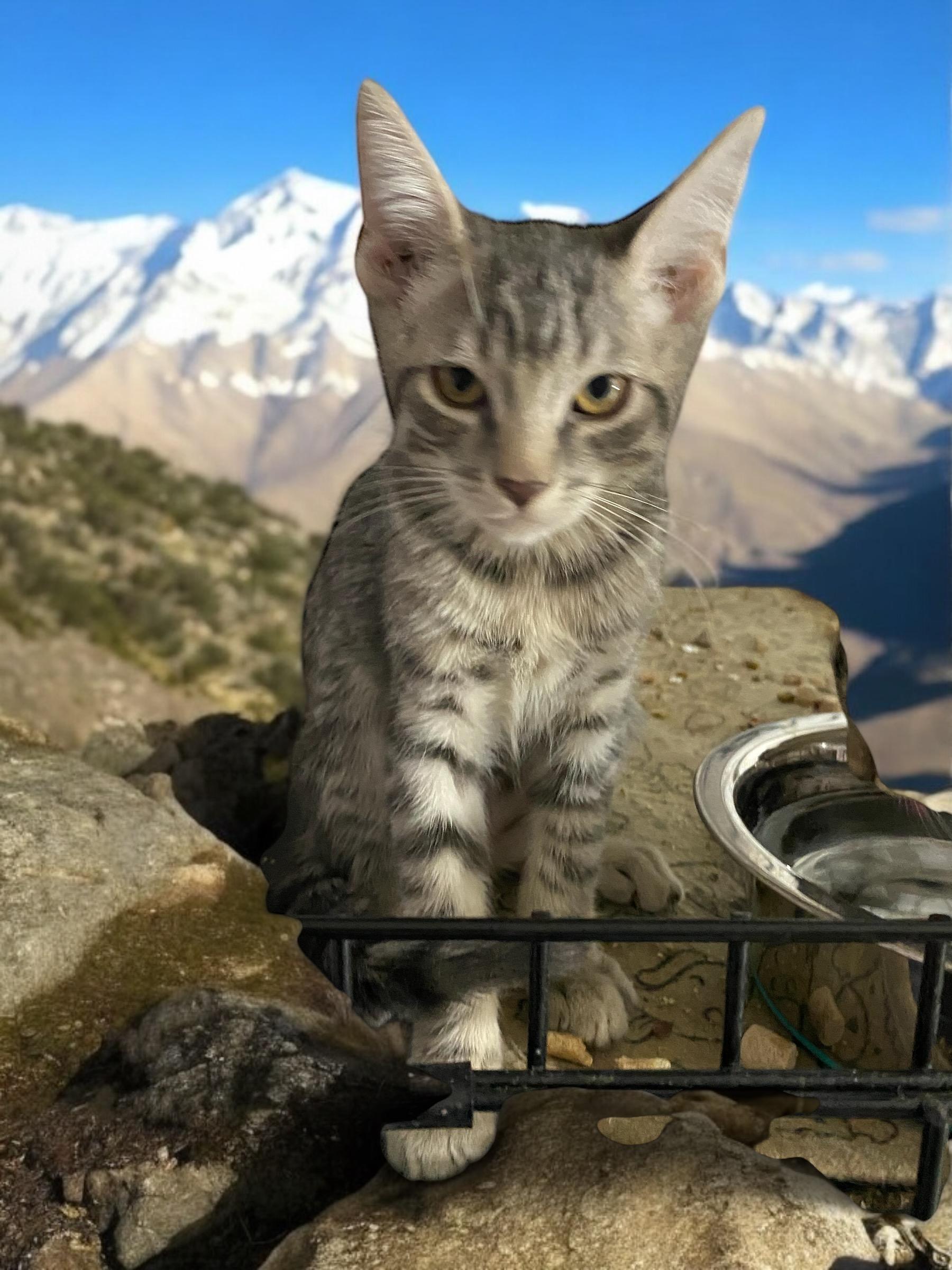 Tim, Adopted, Kitten Male Domestic Short Hair.