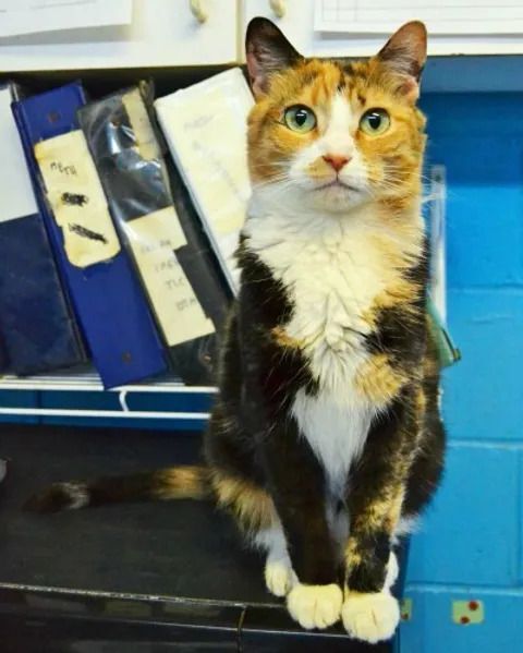 Gretchen, Adoptable, Adult Female Calico.