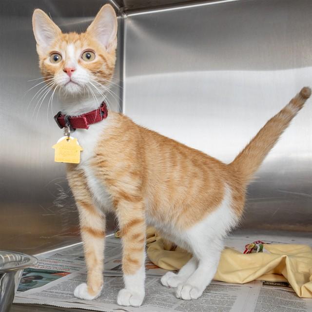 PEANUT, Adoptable, Kitten Male Domestic Short Hair.