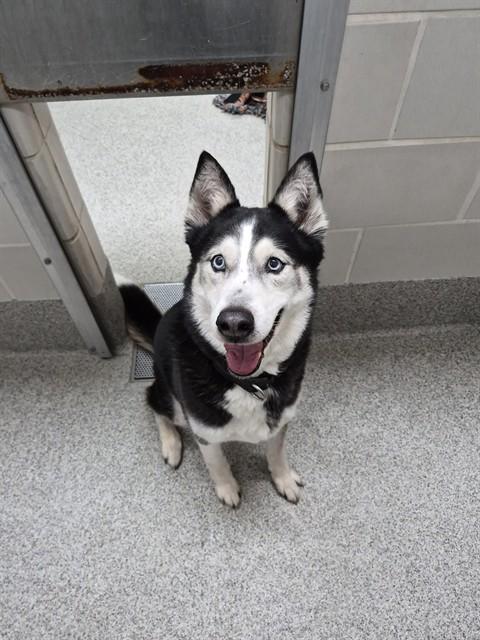 Enlarge DENALI, a Adoptable Siberian Husky in Omaha, NE image 1/1