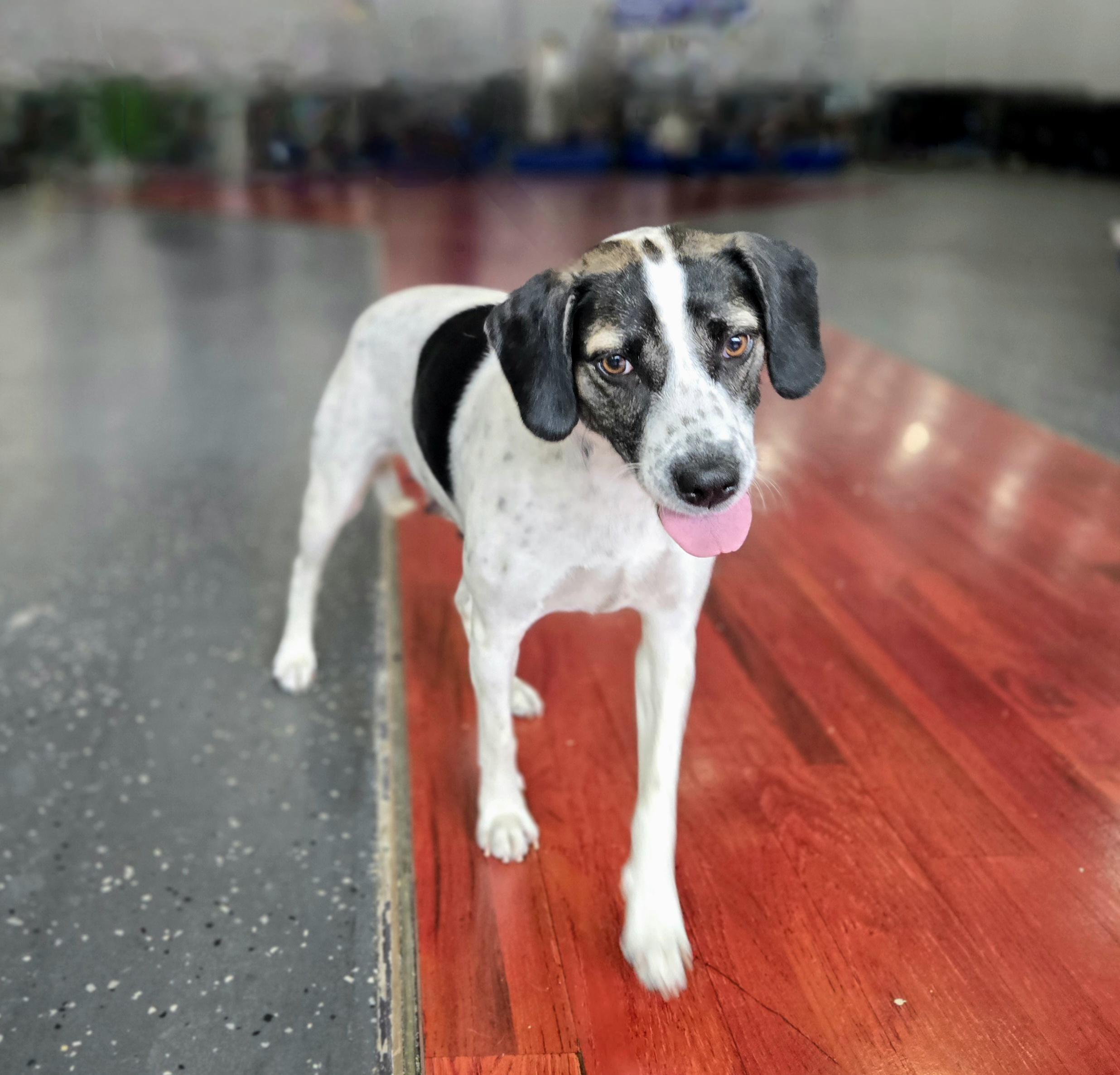 Enlarge Sadie, a ADOPTABLE mixed breed in Oviedo, FL image 2/2