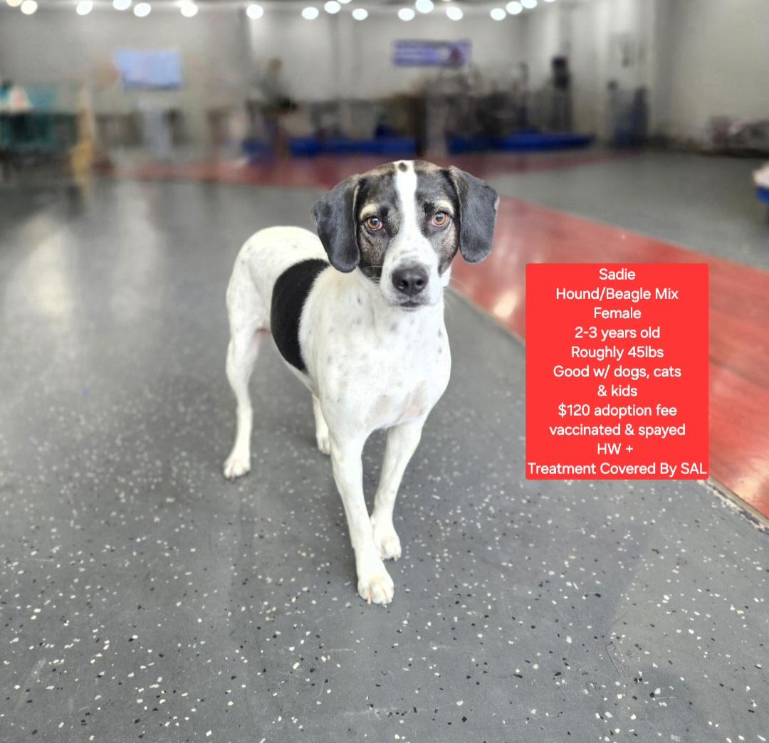 Enlarge Sadie, a ADOPTABLE mixed breed in Oviedo, FL image 1/2