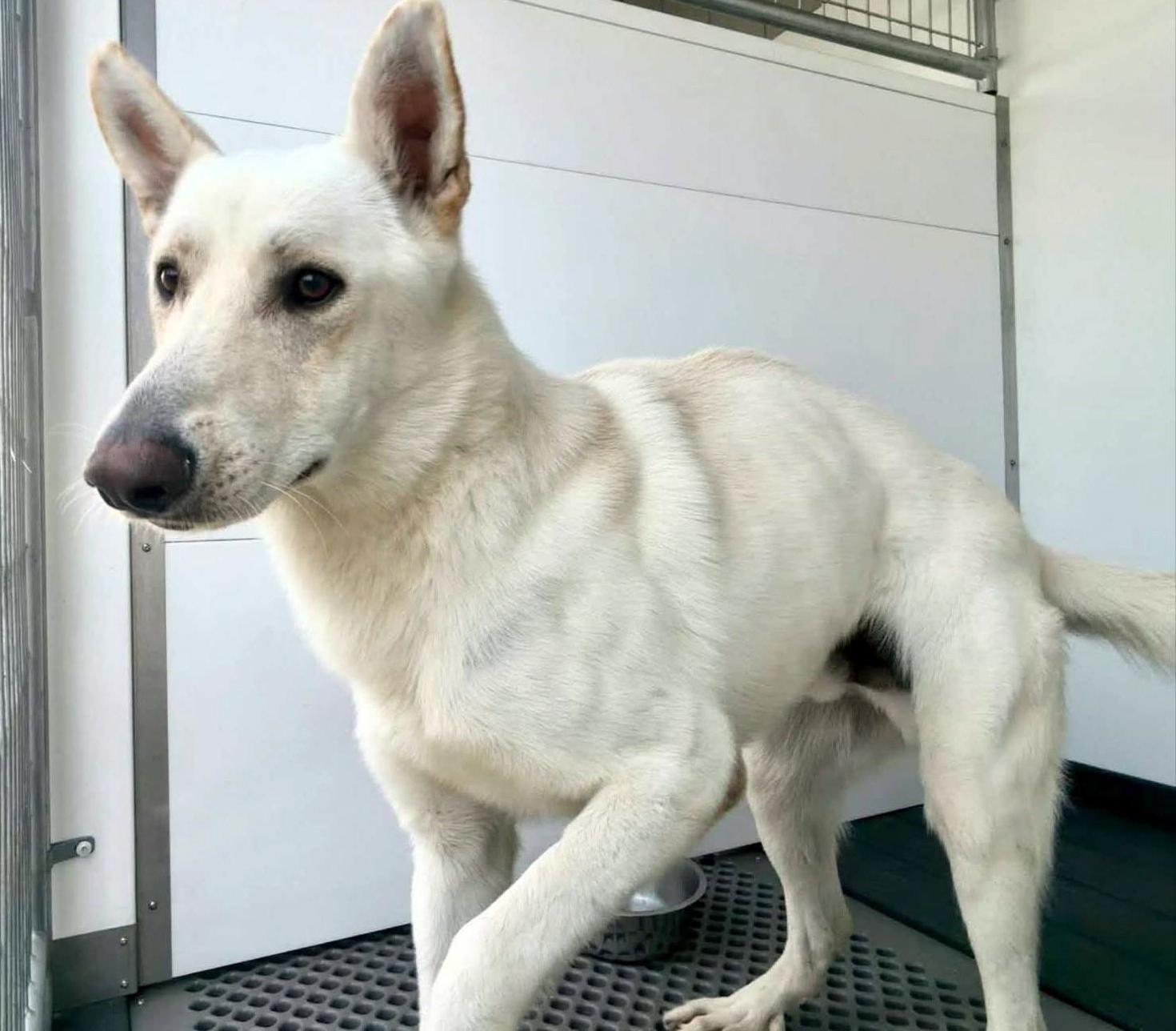 Enlarge Chucky, a Adoptable White German Shepherd in Phoenix, AZ image 2/3