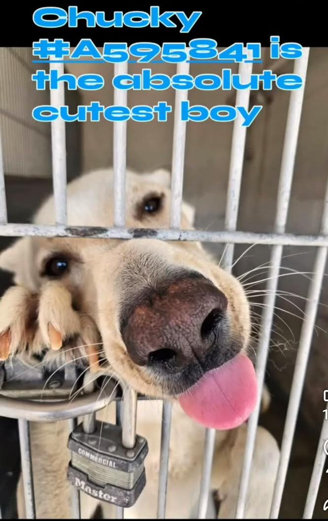 Enlarge Chucky, a Adoptable White German Shepherd in Phoenix, AZ image 3/3