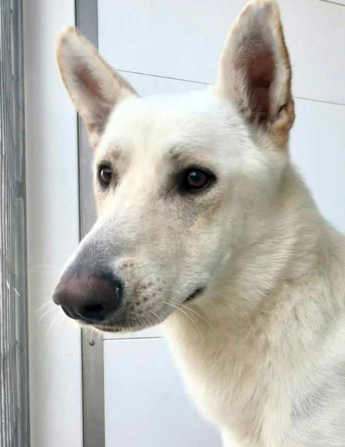Enlarge Chucky, a Adoptable White German Shepherd in Phoenix, AZ image 1/3