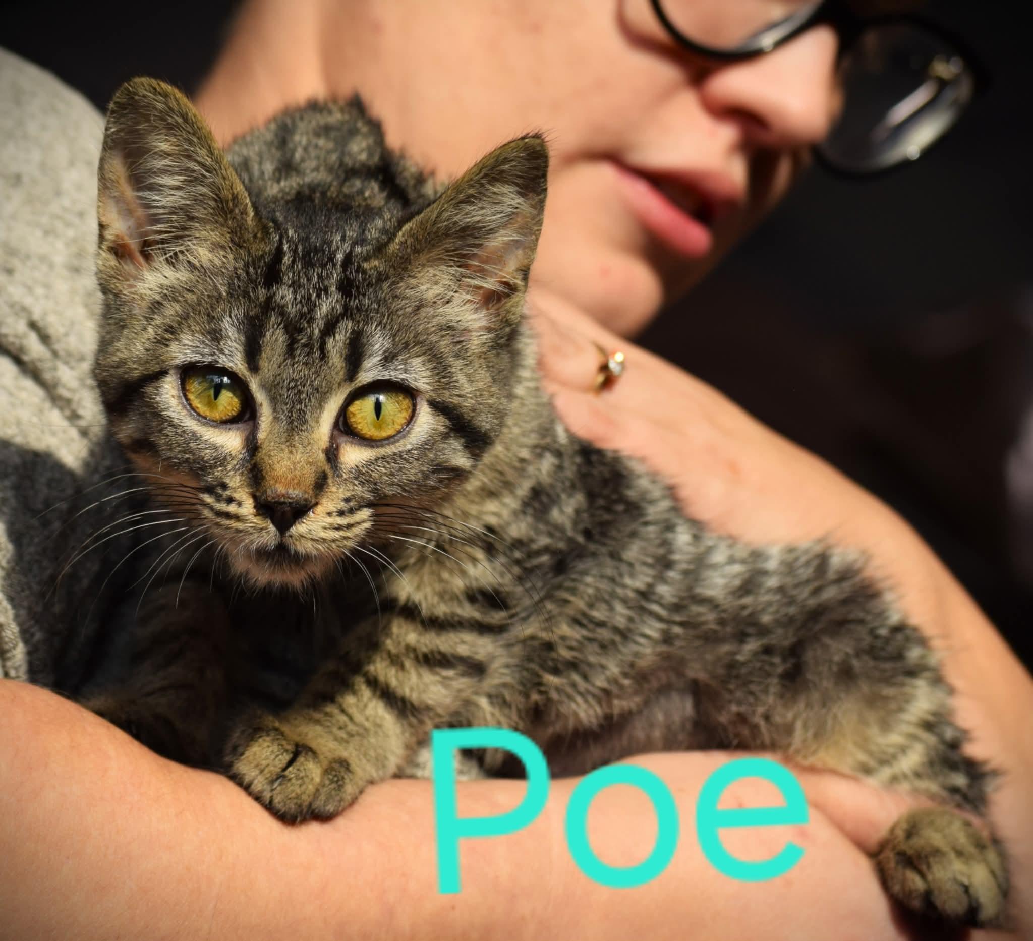 Poe, ADOPTABLE, Young Male Domestic Short Hair & Tabby.
