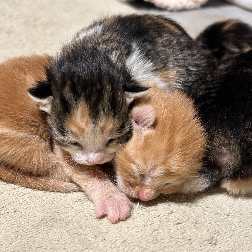 Stella, Adoptable, Young Female Domestic Short Hair.