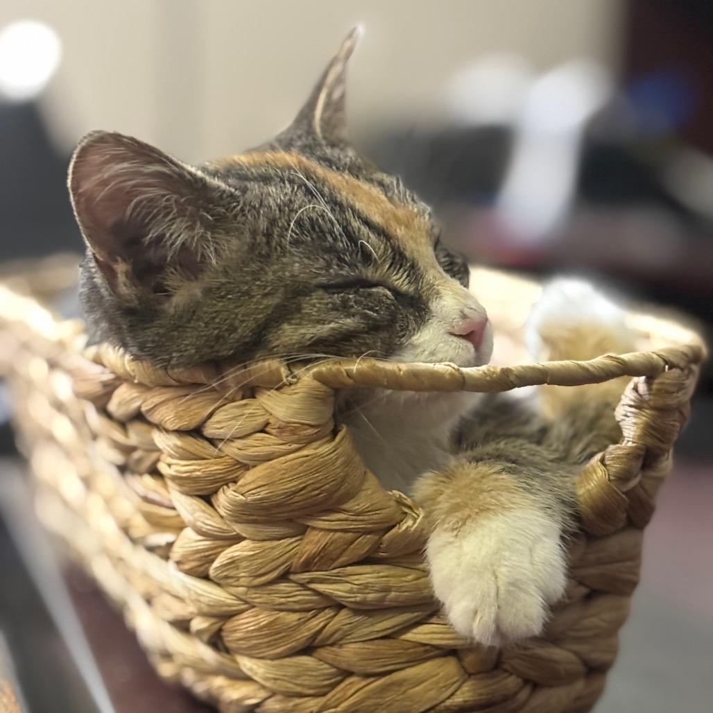 Enlarge Stella, a Adoptable Domestic Short Hair in Mocksville, NC image 3/6