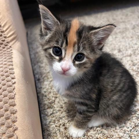 Enlarge Stella, a Adoptable Domestic Short Hair in Mocksville, NC image 4/6