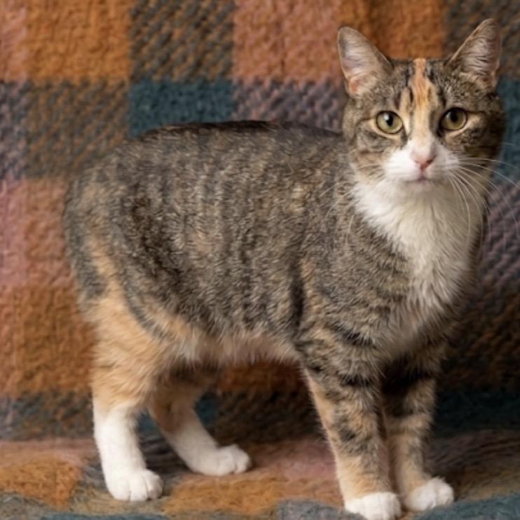 Enlarge Stella, a Adoptable Domestic Short Hair in Mocksville, NC image 4/6