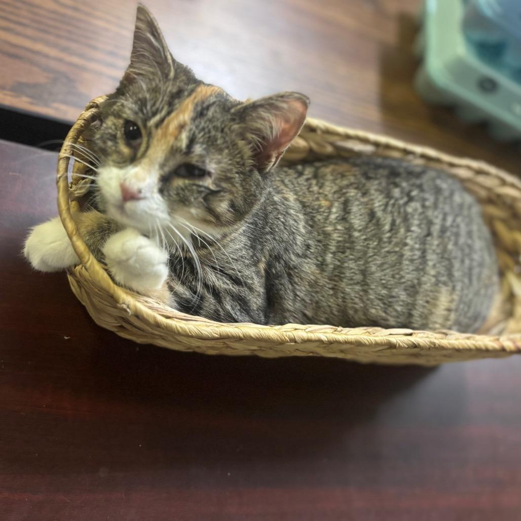 Stella, a Adoptable Domestic Short Hair in Mocksville, NC image 4/6