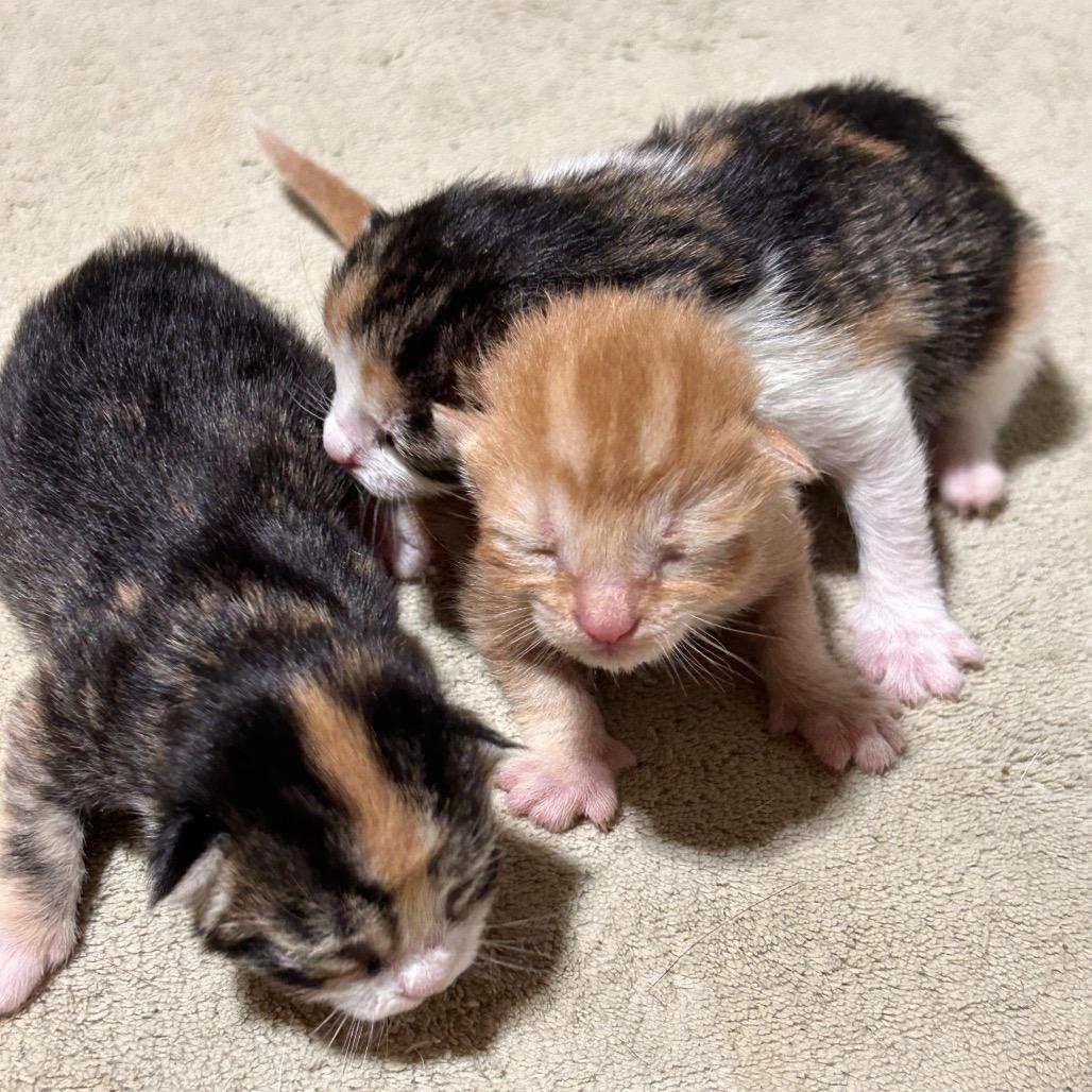 Enlarge Stella, a Adoptable Domestic Short Hair in Mocksville, NC image 5/6