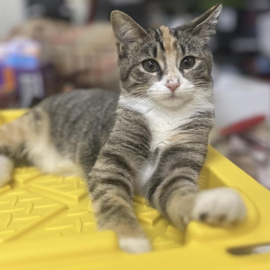 Enlarge Stella, a Adoptable Domestic Short Hair in Mocksville, NC image 6/6