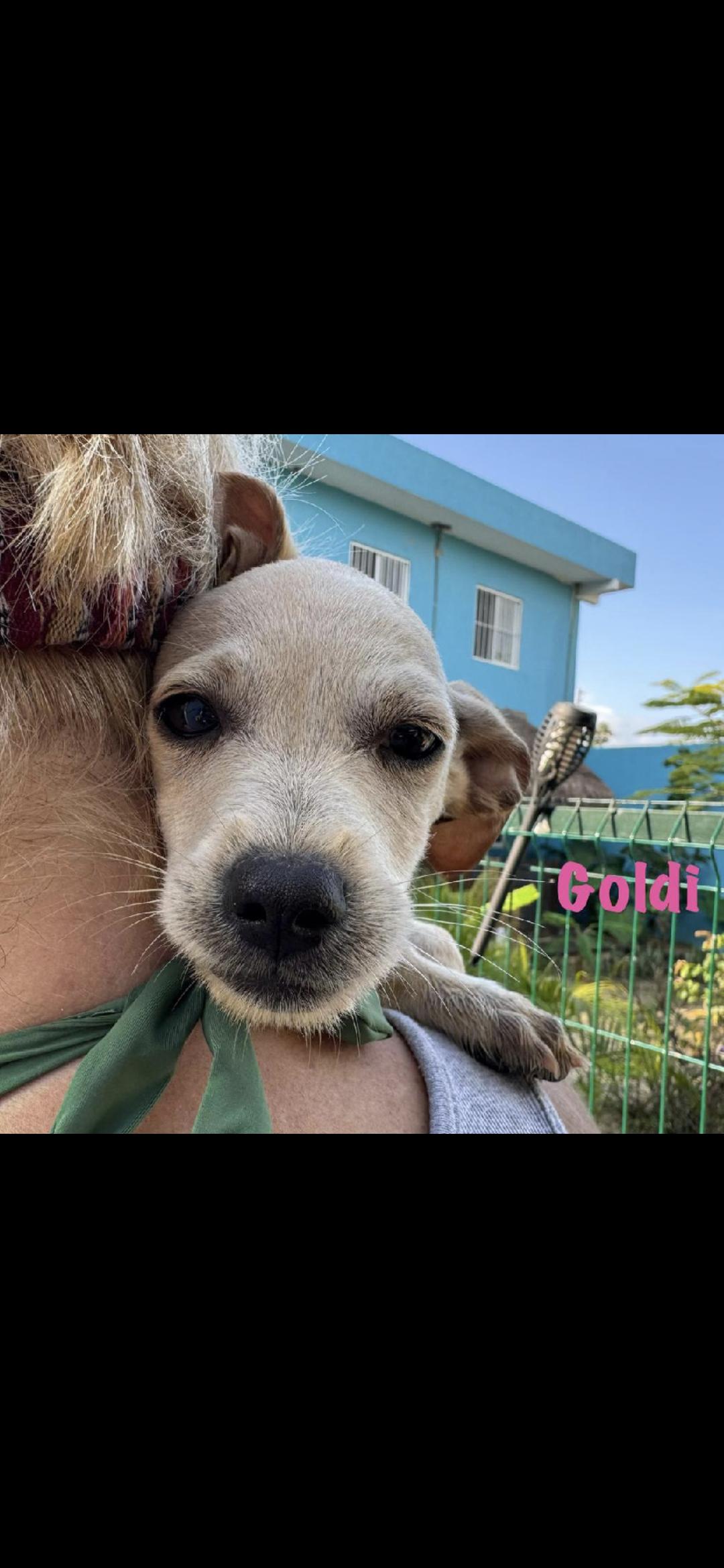 Enlarge Goldi, a ADOPTABLE mixed breed in New York, NY image 1/1