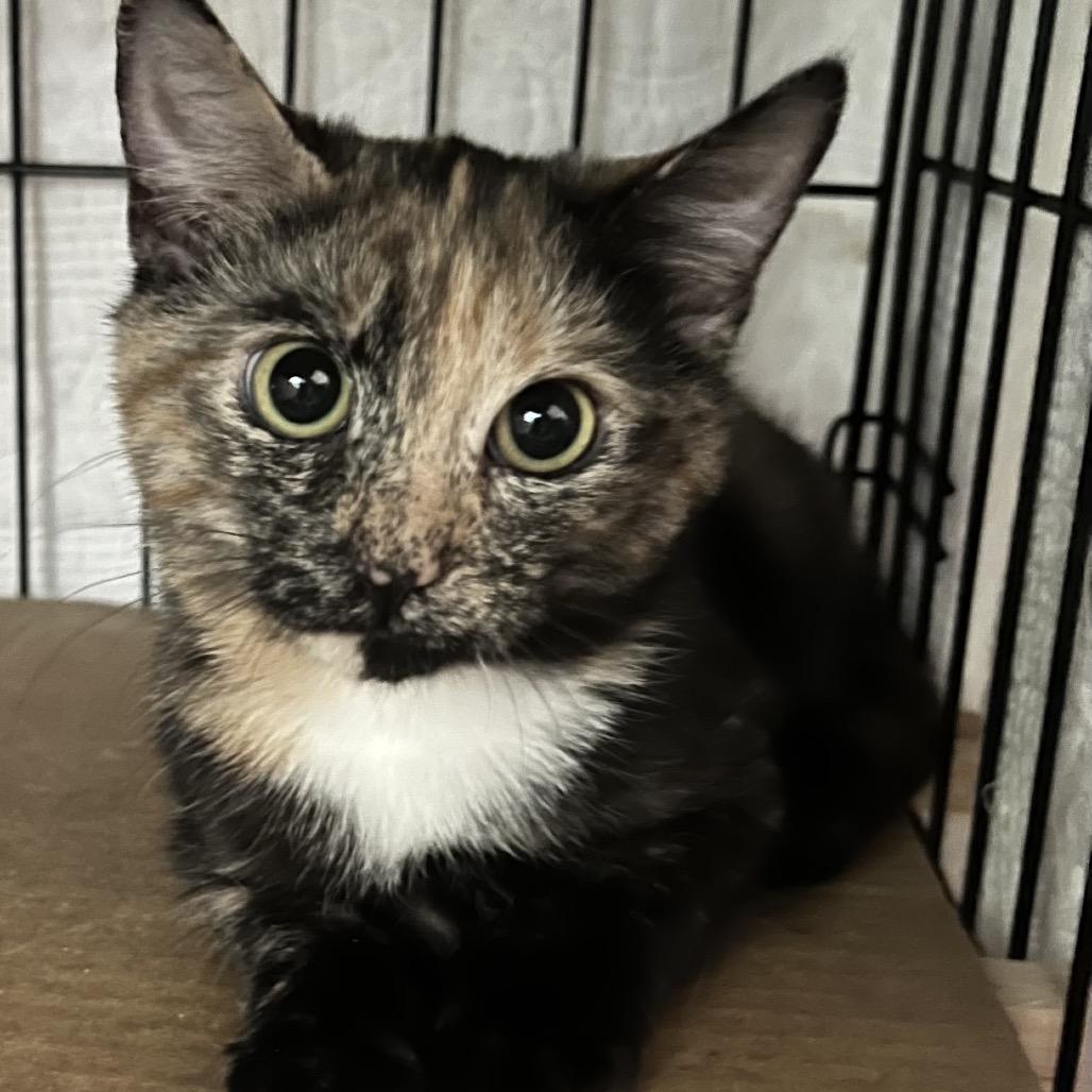 Swirl, Adoptable, Kitten Female Domestic Short Hair.