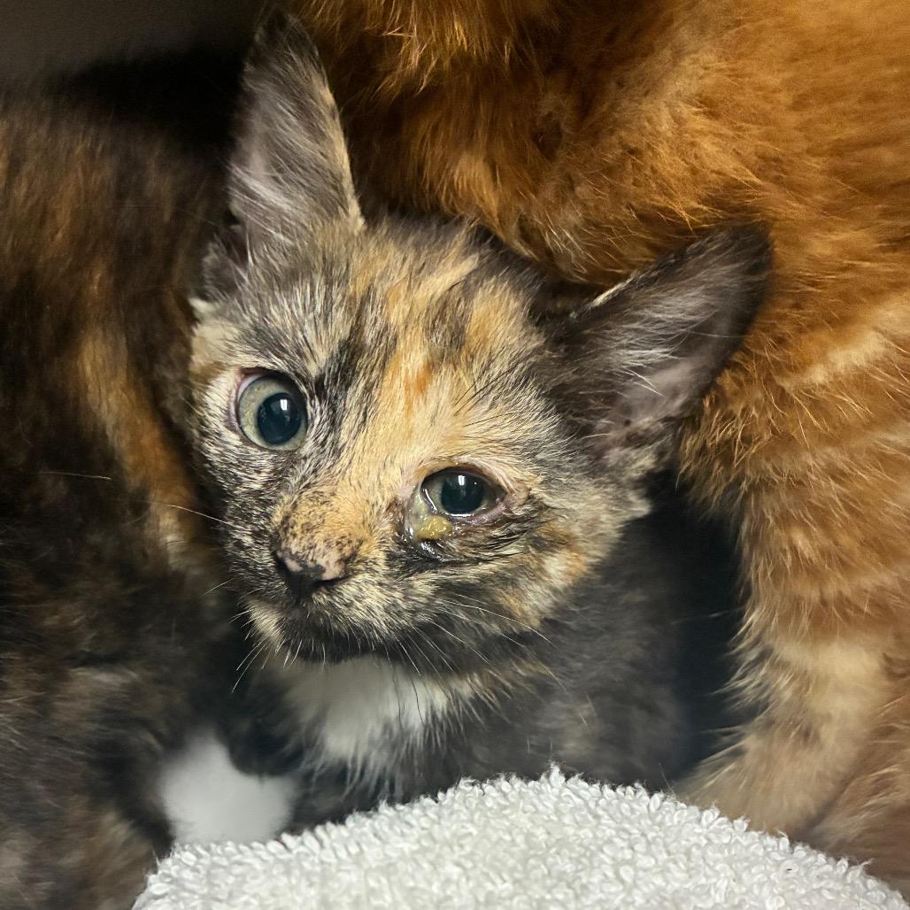 Enlarge Swirl, a Adoptable Domestic Short Hair in Windsor, VA image 2/3