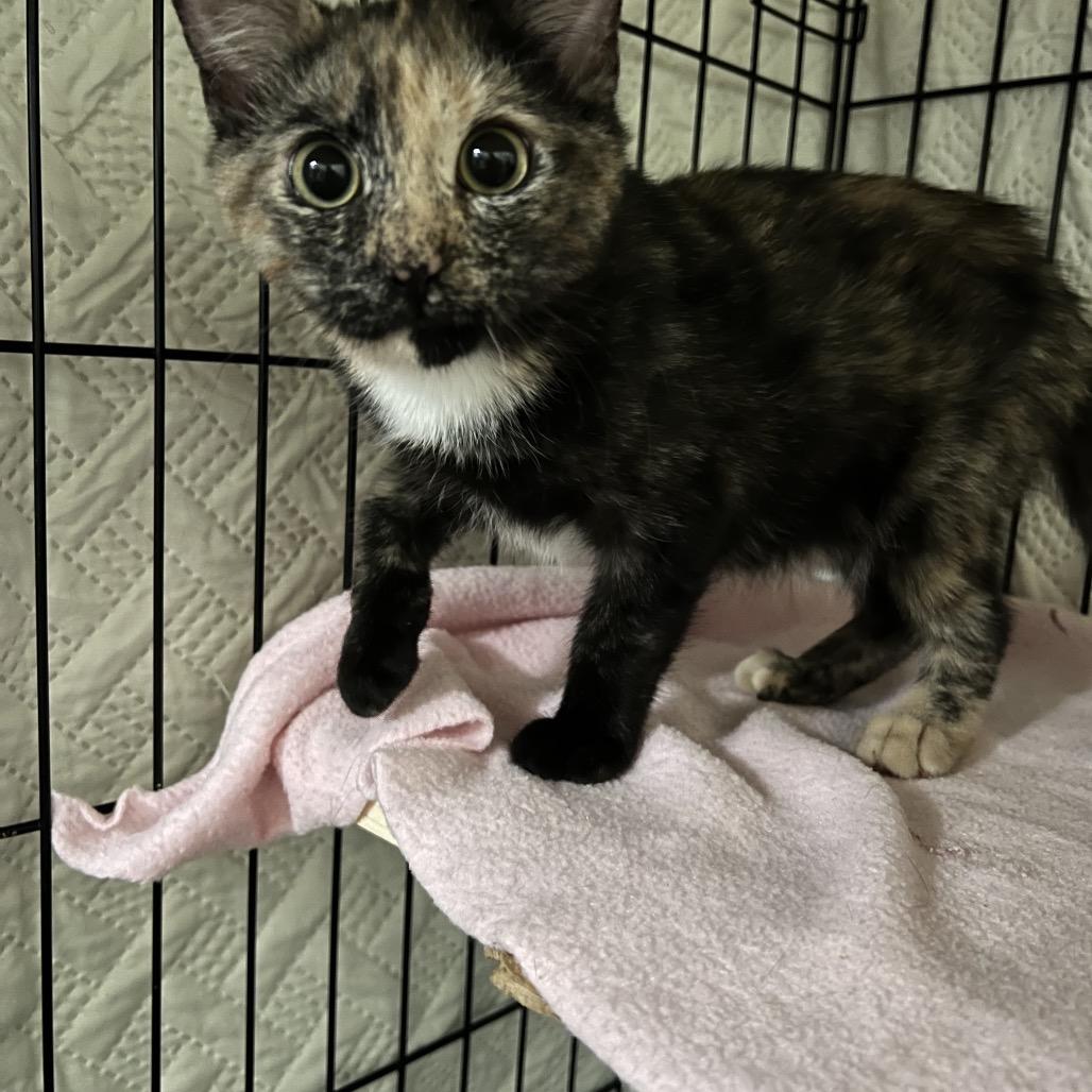 Enlarge Swirl, a Adoptable Domestic Short Hair in Windsor, VA image 3/3