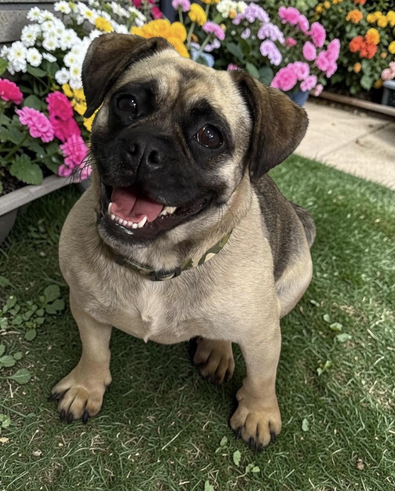 Pepper, ADOPTABLE, Young Female Puggle.
