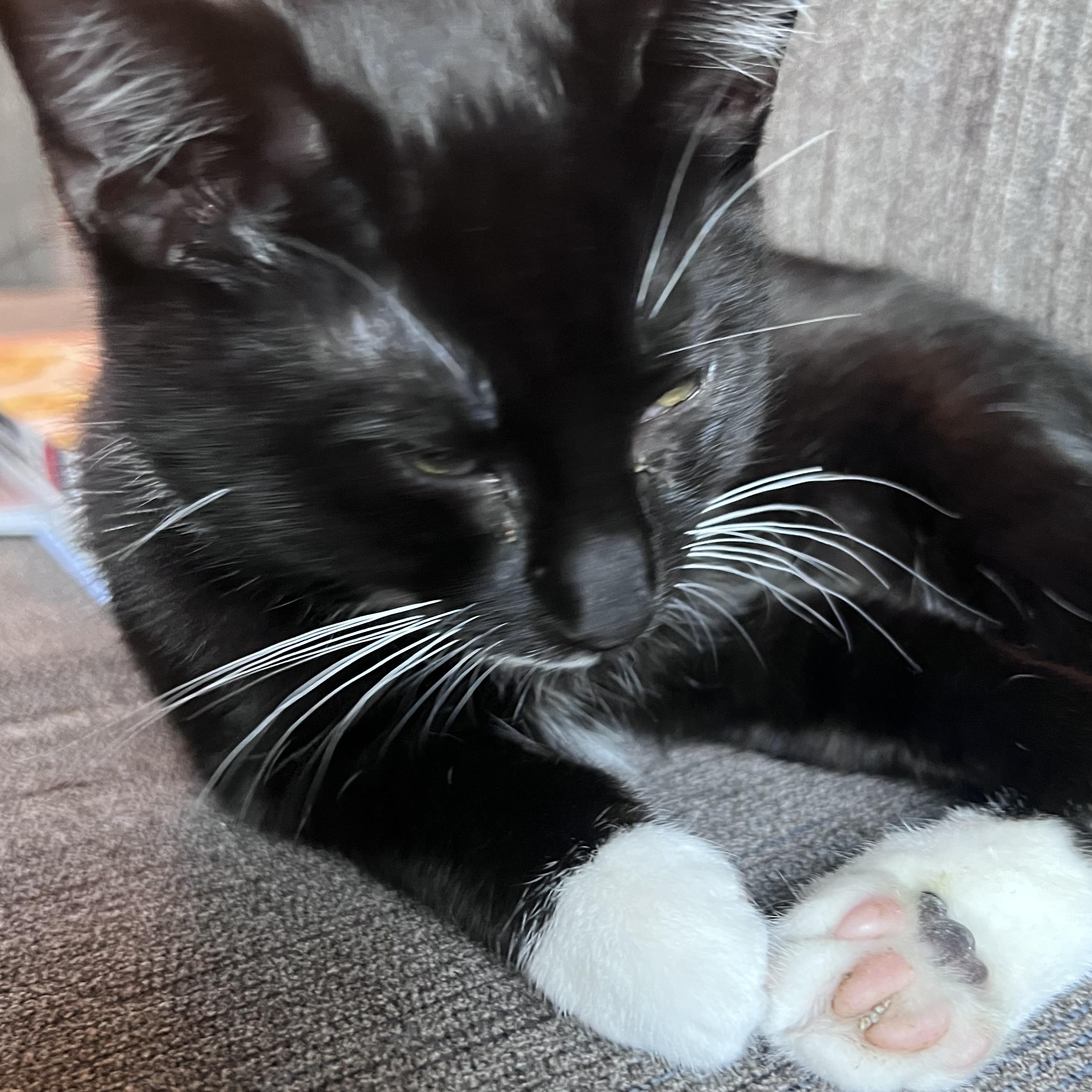 Dylan, a ADOPTABLE Tuxedo in Pasco, WA image 3/6