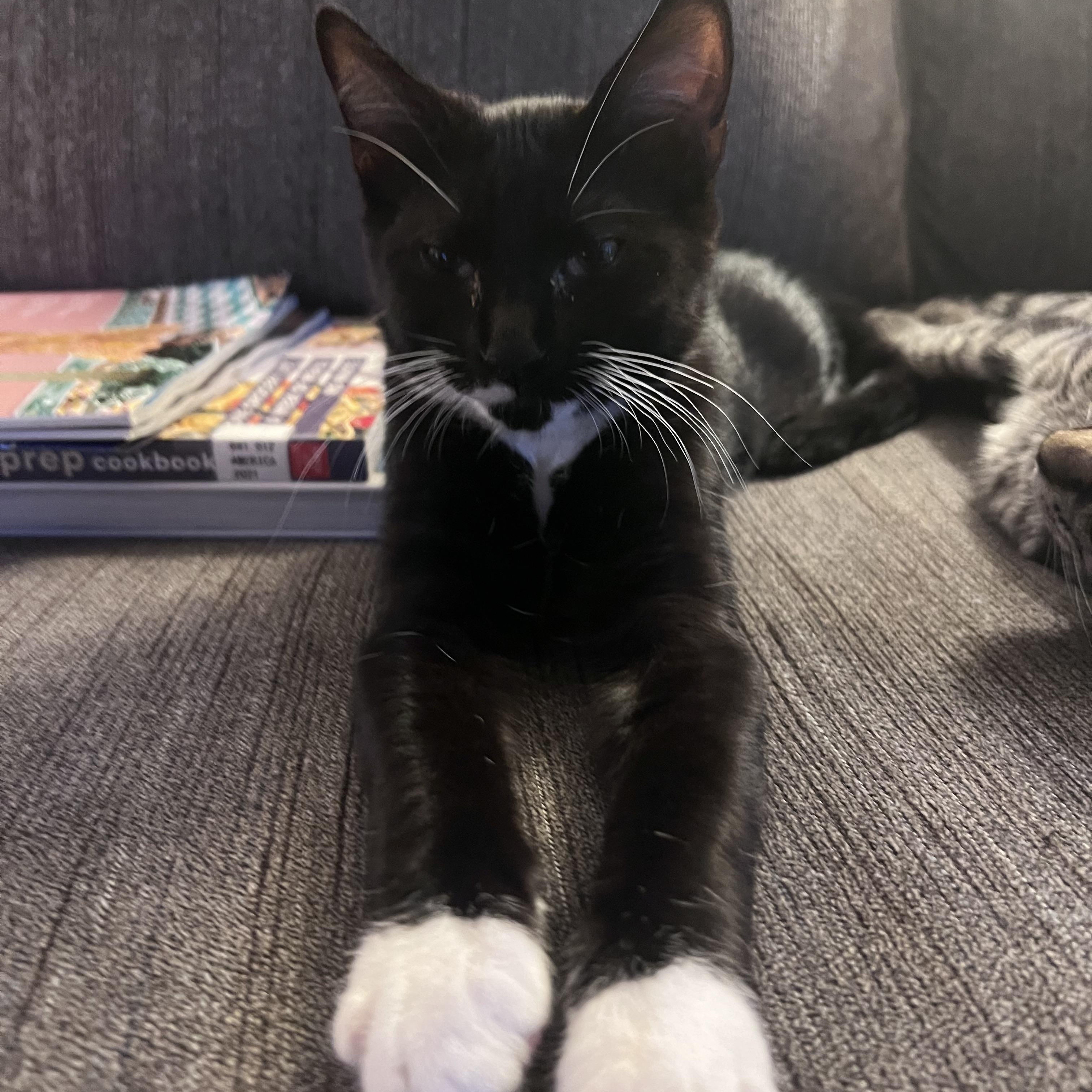 Dylan, a ADOPTABLE Tuxedo in Pasco, WA image 4/6