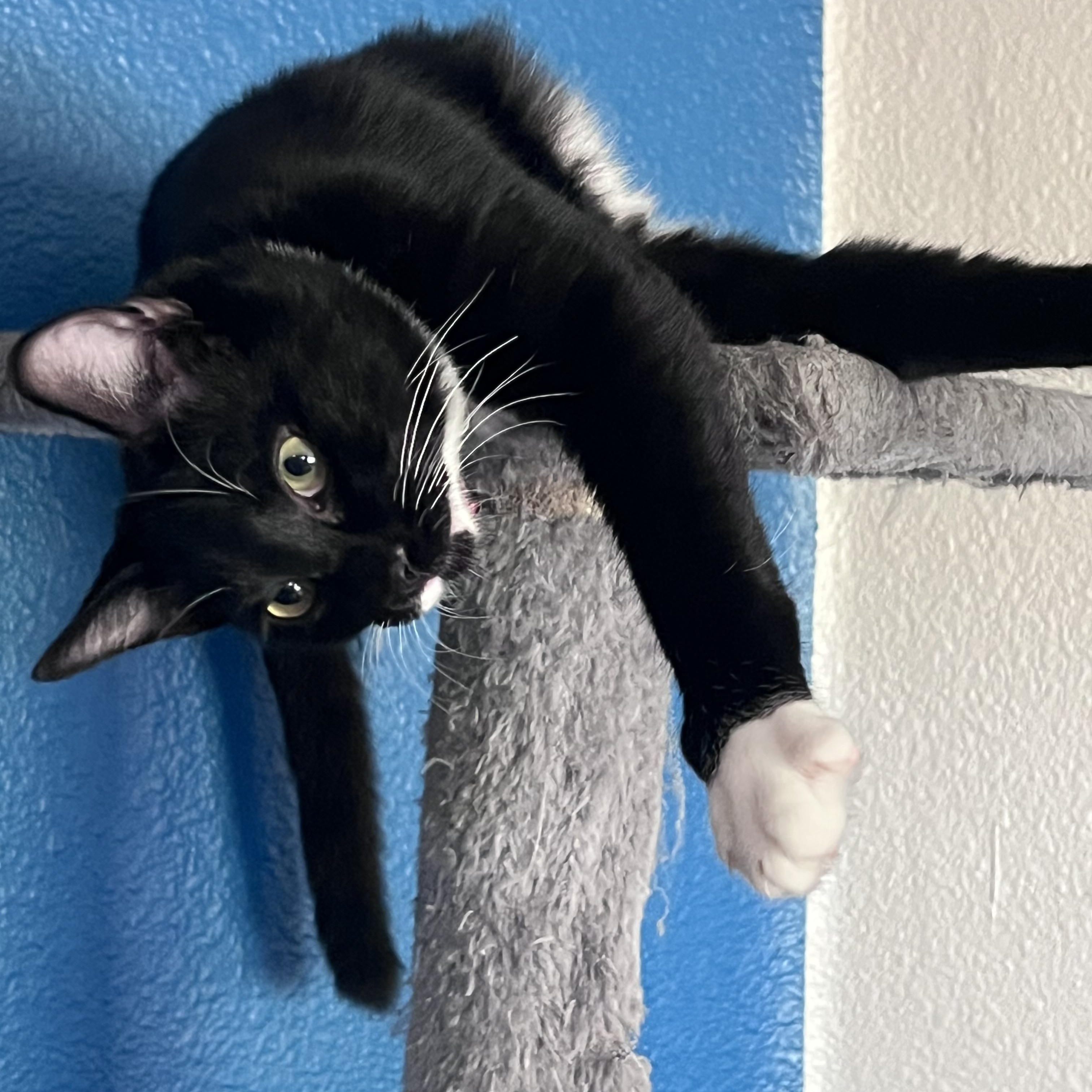 Enlarge Dylan, a Adopted Tuxedo in Pasco, WA image 2/6