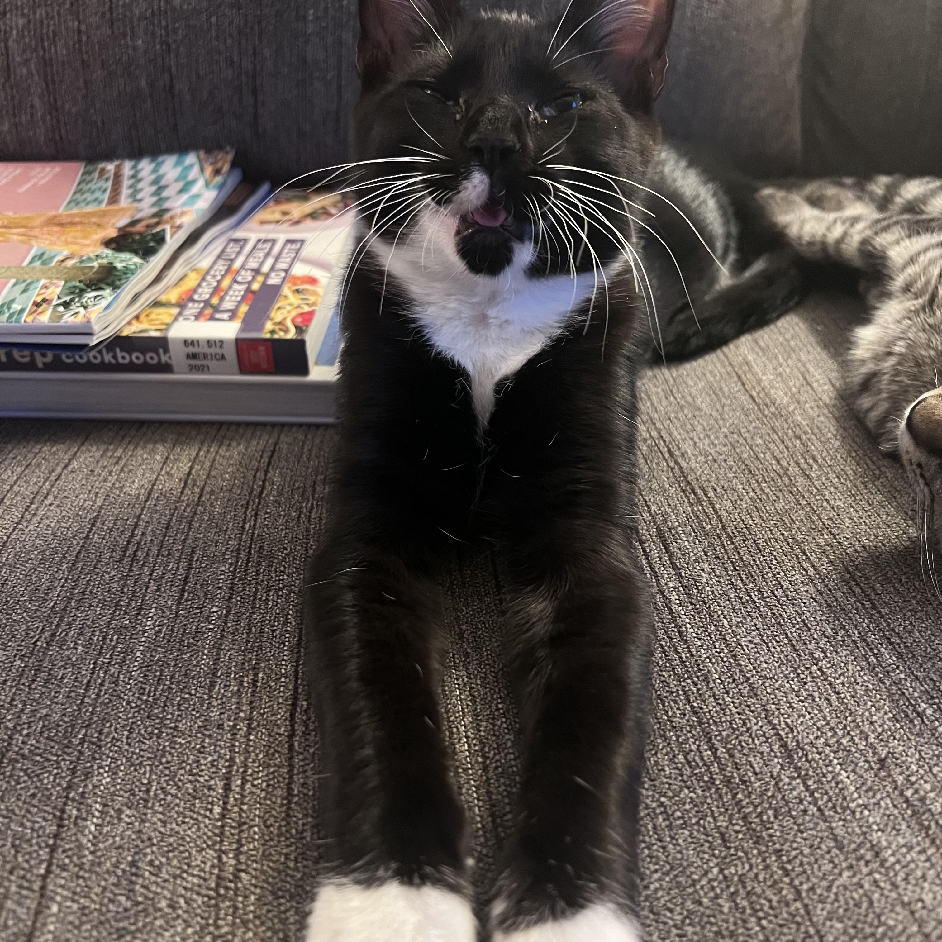 Dylan, a ADOPTABLE Tuxedo in Pasco, WA image 5/6