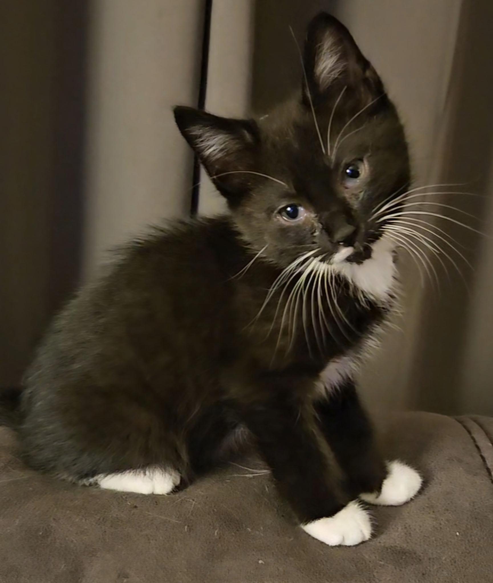 Dylan, ADOPTABLE, Kitten Male Tuxedo.
