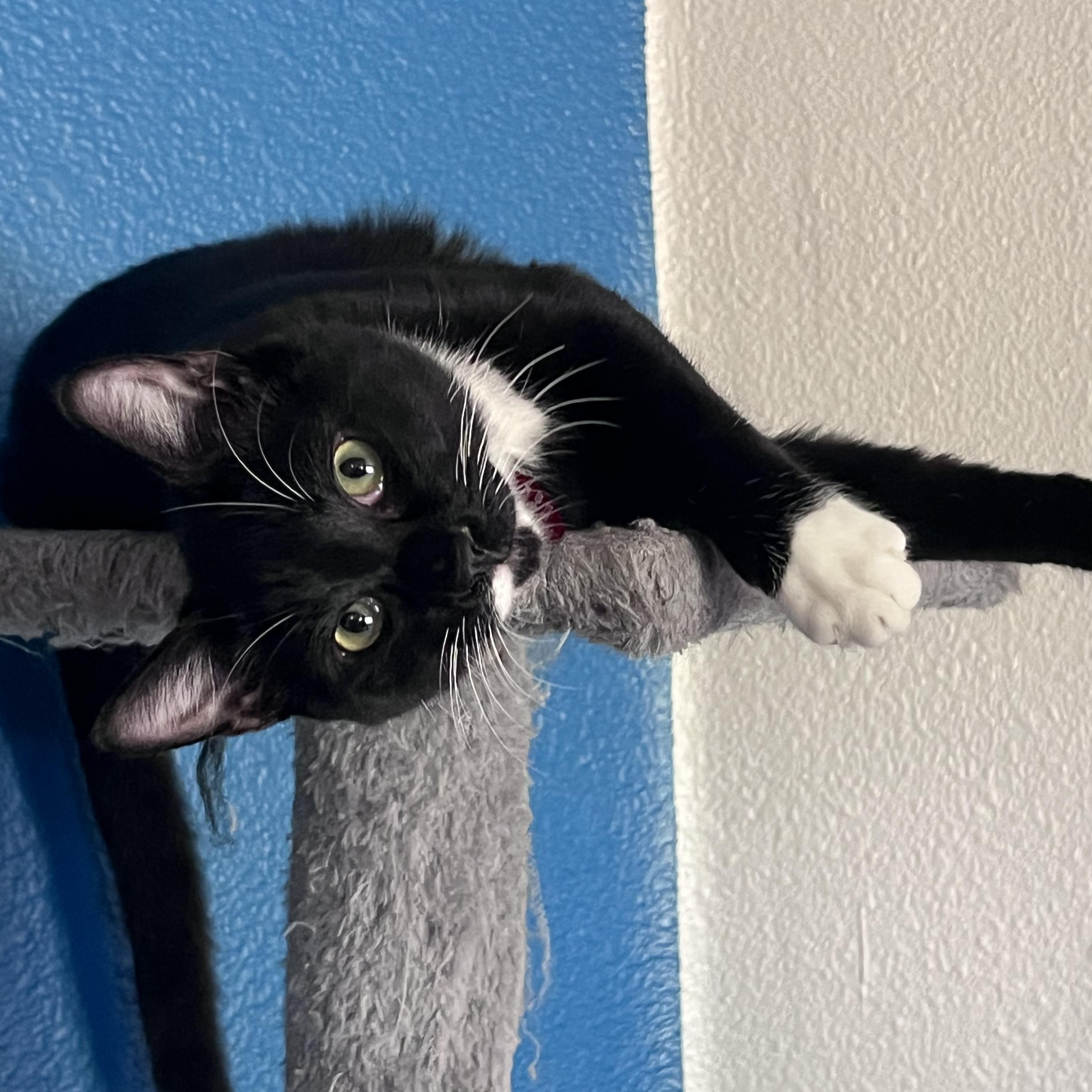 Enlarge Dylan, a Adopted Tuxedo in Pasco, WA image 3/6