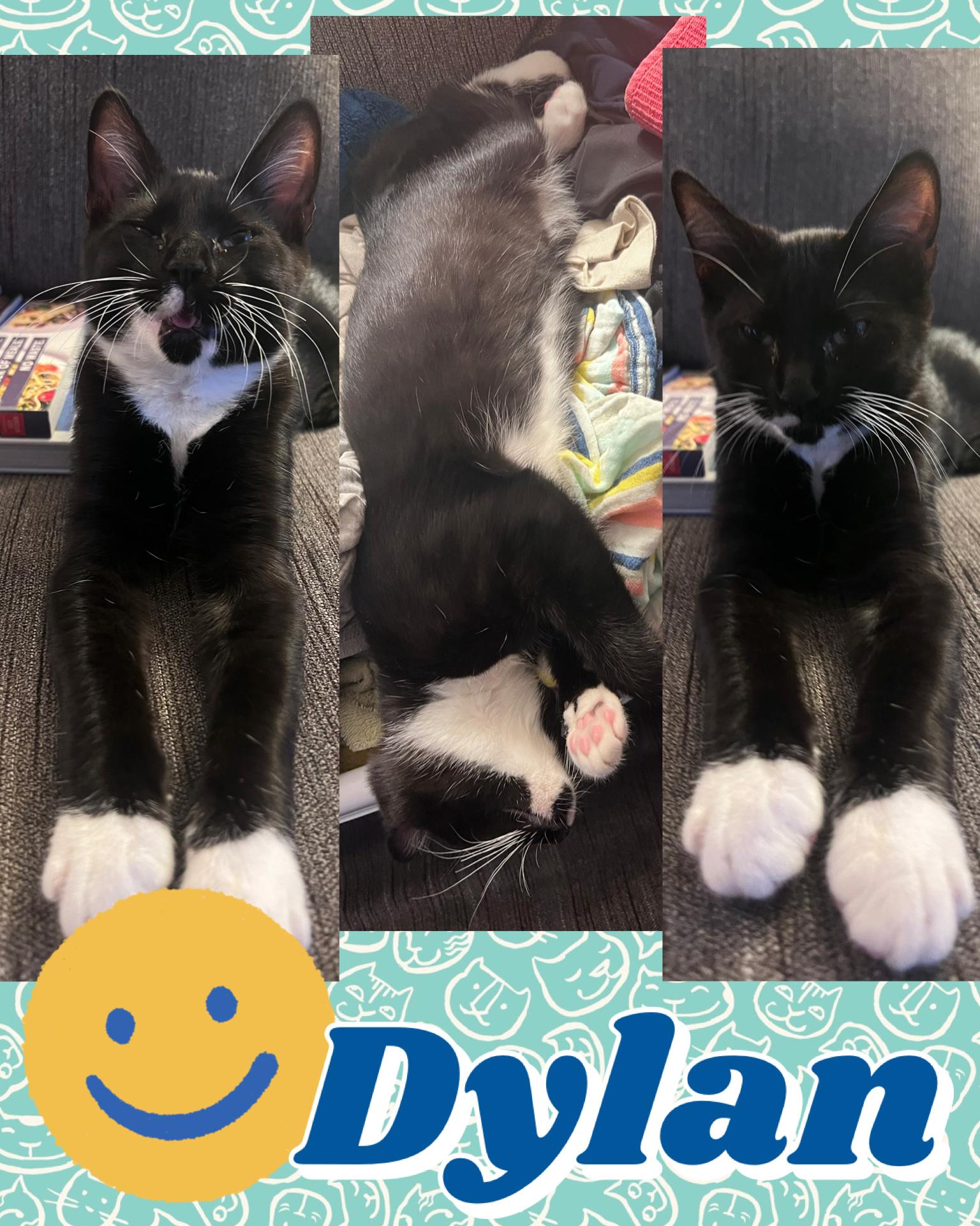 Dylan, ADOPTABLE, Kitten Male Tuxedo.