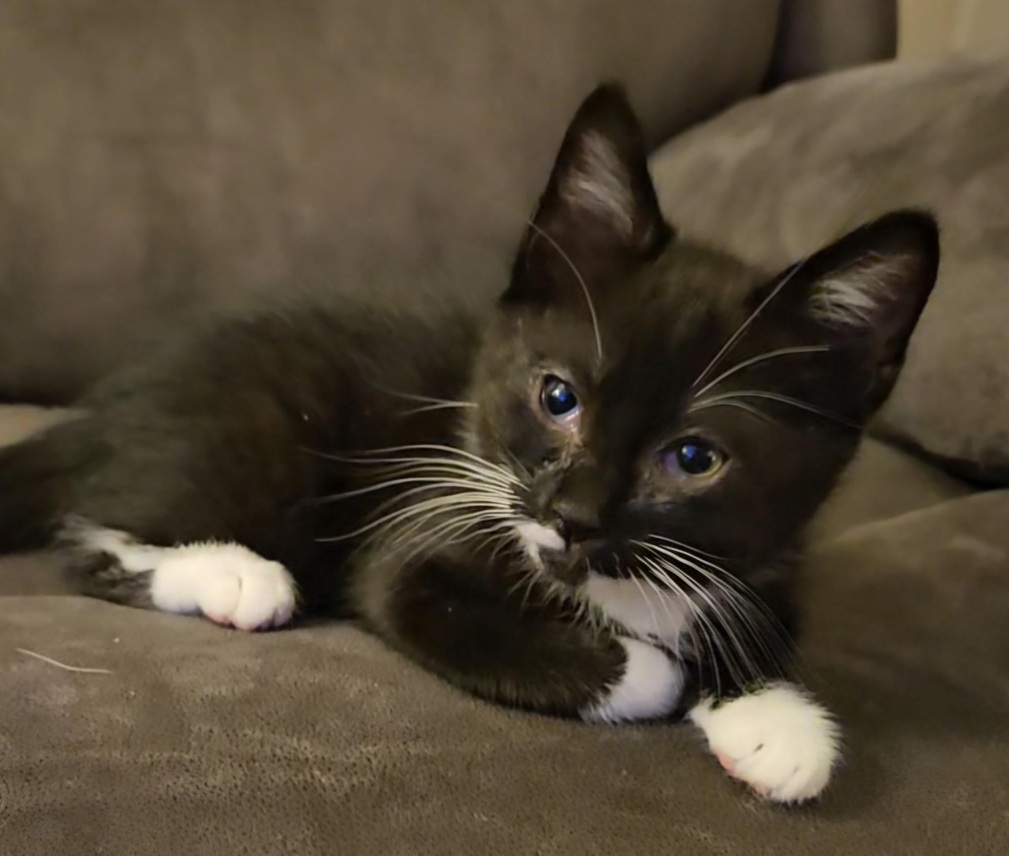 Dylan, a ADOPTABLE Tuxedo in Pasco, WA image 2/3