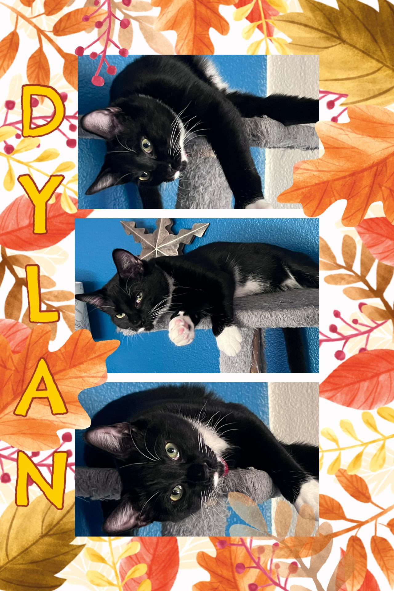 Enlarge Dylan, a Adopted Tuxedo in Pasco, WA image 1/6