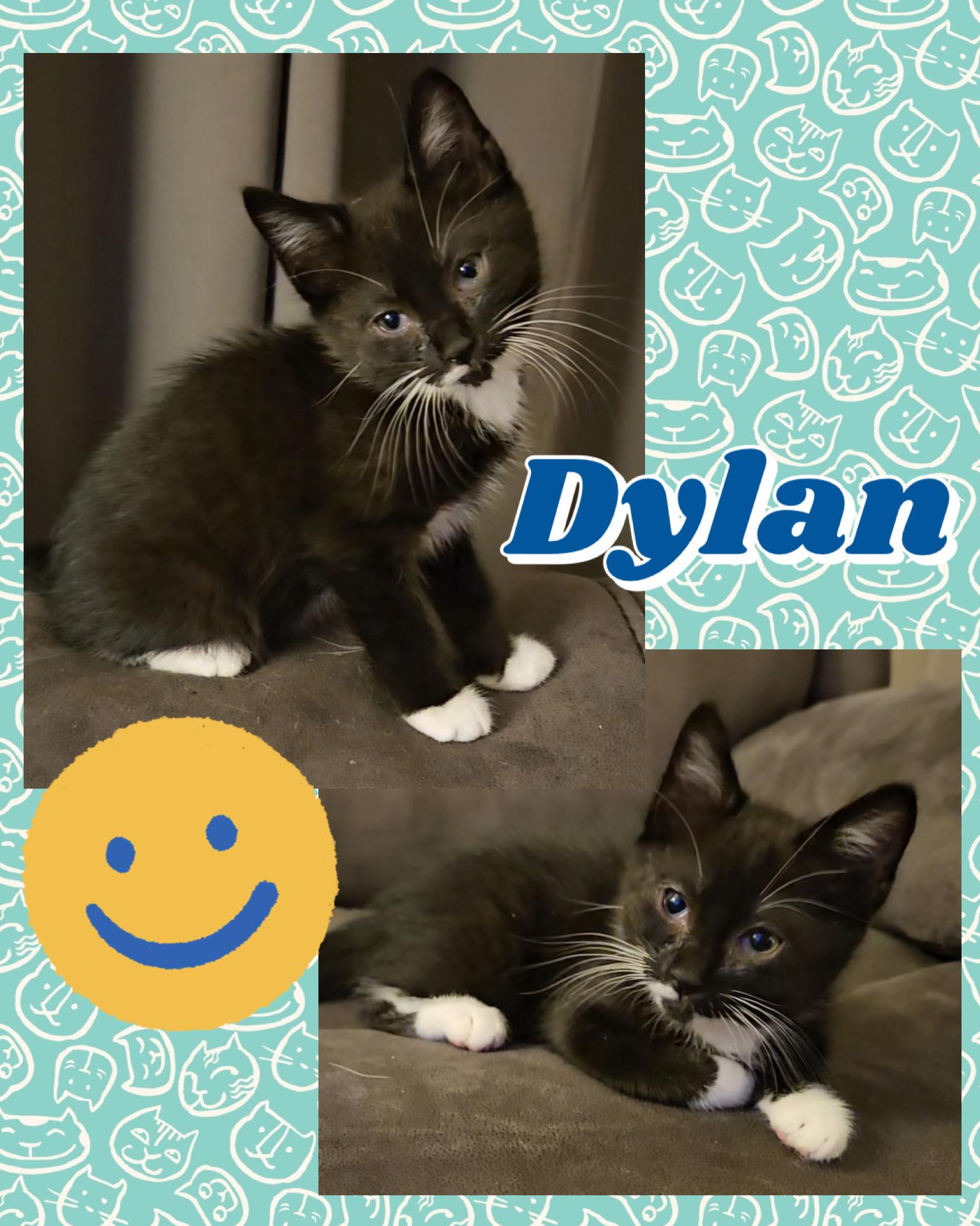 Dylan, a ADOPTABLE Tuxedo in Pasco, WA image 3/3