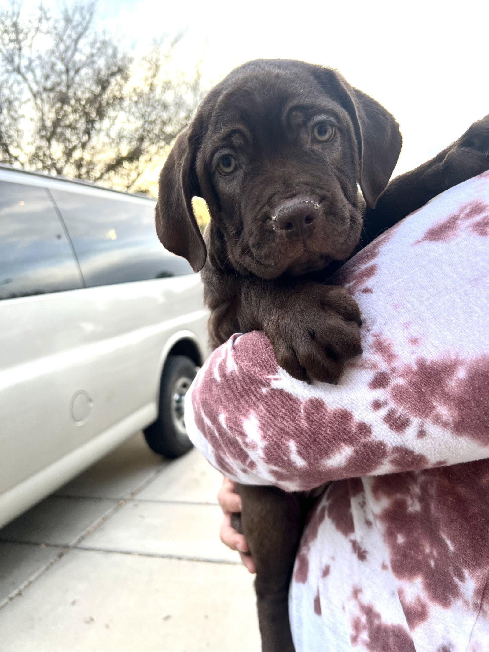 Nico, Adopted, Puppy Male Cane Corso.