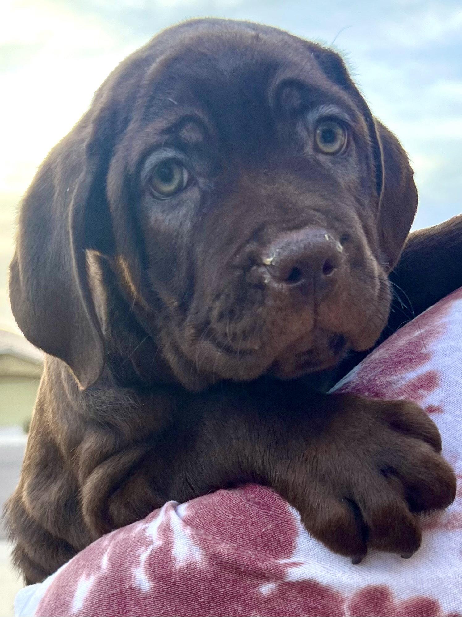 Enlarge Nico, a Adopted Cane Corso in Glendale, AZ image 2/3