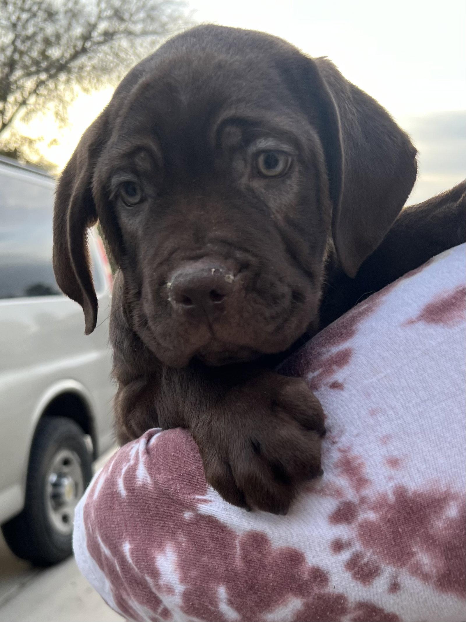 Enlarge Nico, a Adopted Cane Corso in Glendale, AZ image 3/3