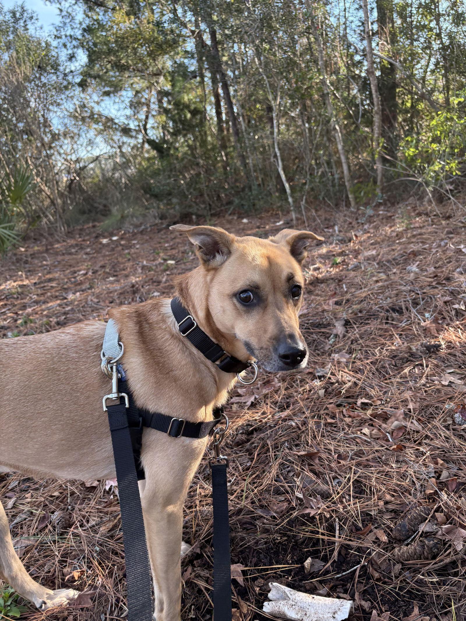 Lucy, Adopted, Adult Female Shepherd & Labrador Retriever.