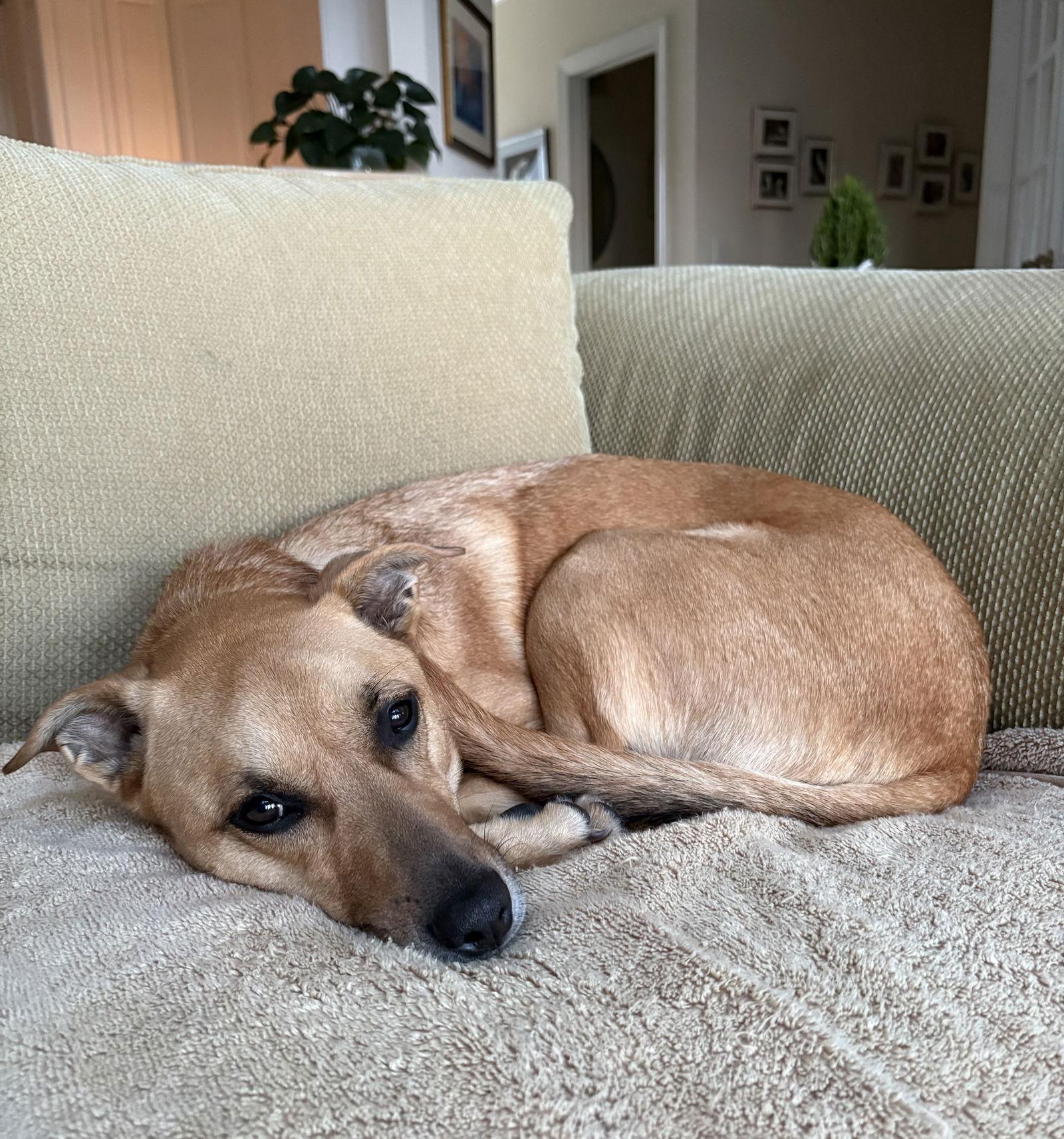 Enlarge Lucy, a Adopted mixed breed in Bolivia, NC image 2/3