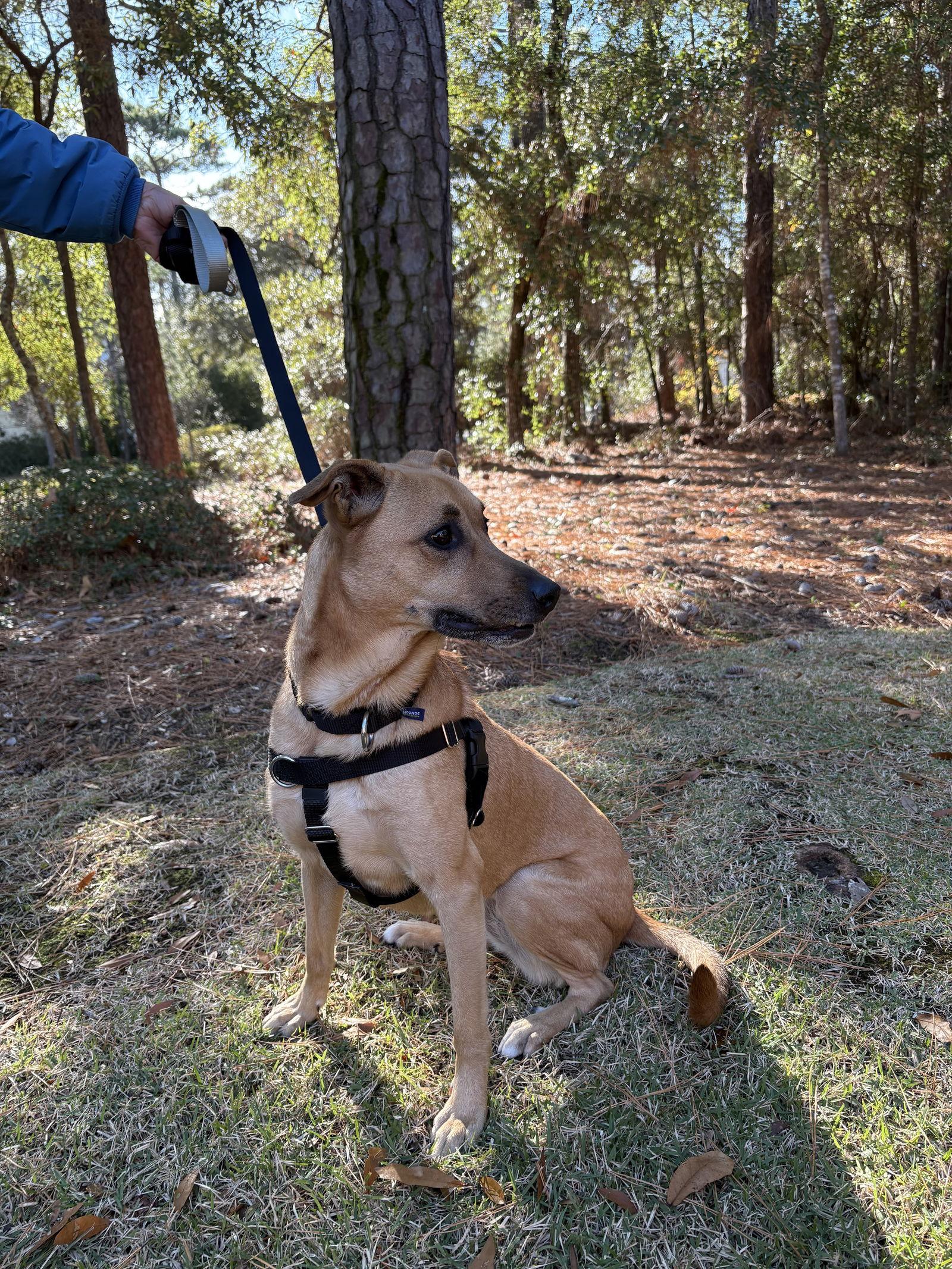 Enlarge Lucy, a Adopted mixed breed in Bolivia, NC image 3/3
