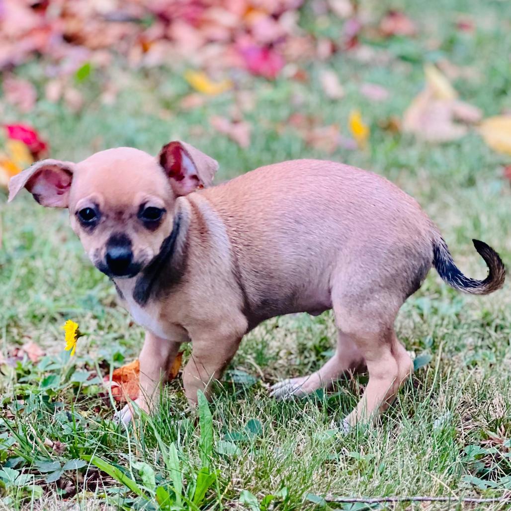 Enlarge Misha, a Adopted Chihuahua in Enfield, NH image 1/2
