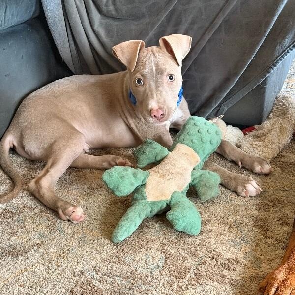 Trey Terrific Trio — thumbnail 2