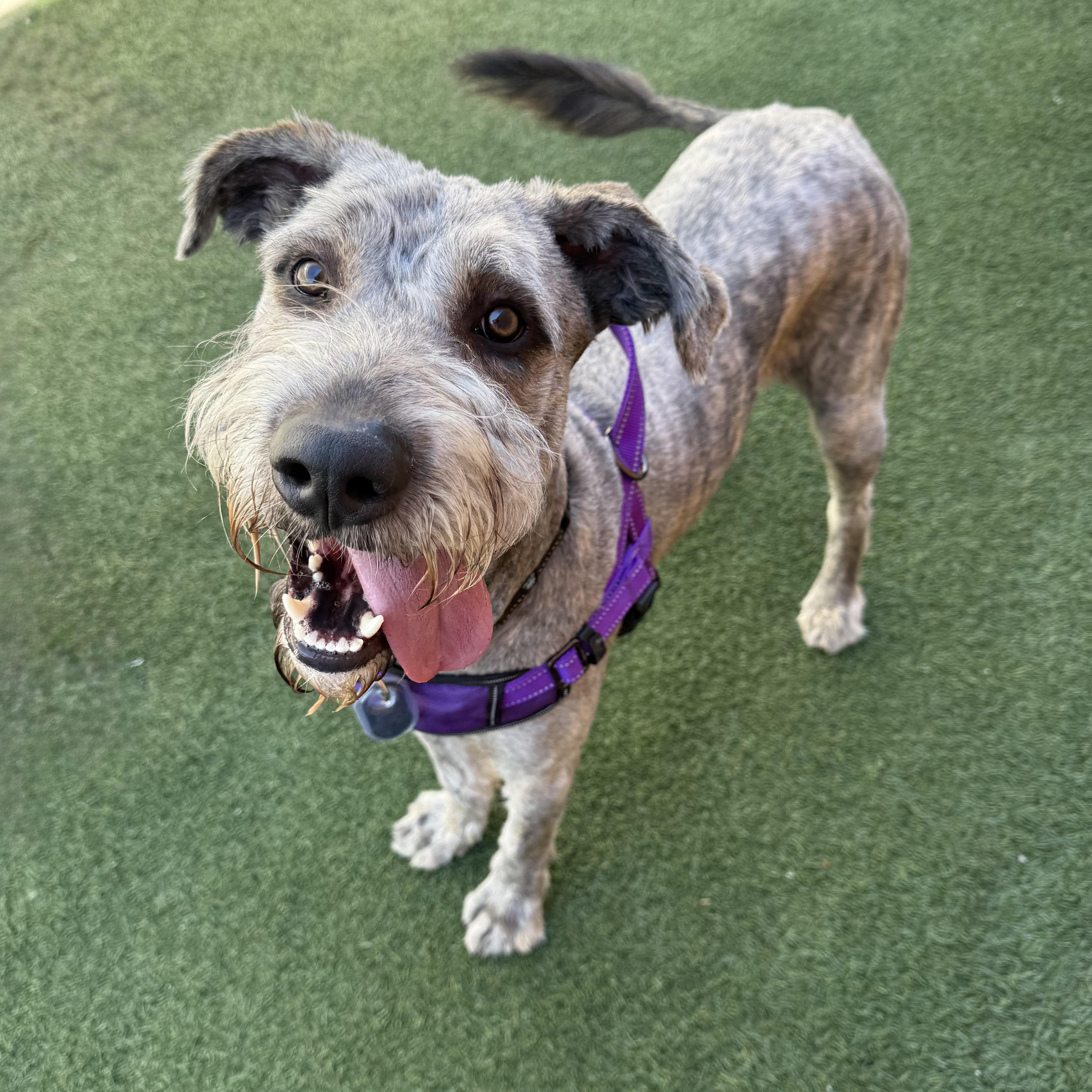 Enlarge Rango, an adopted mixed breed in Itasca, IL image 1/2
