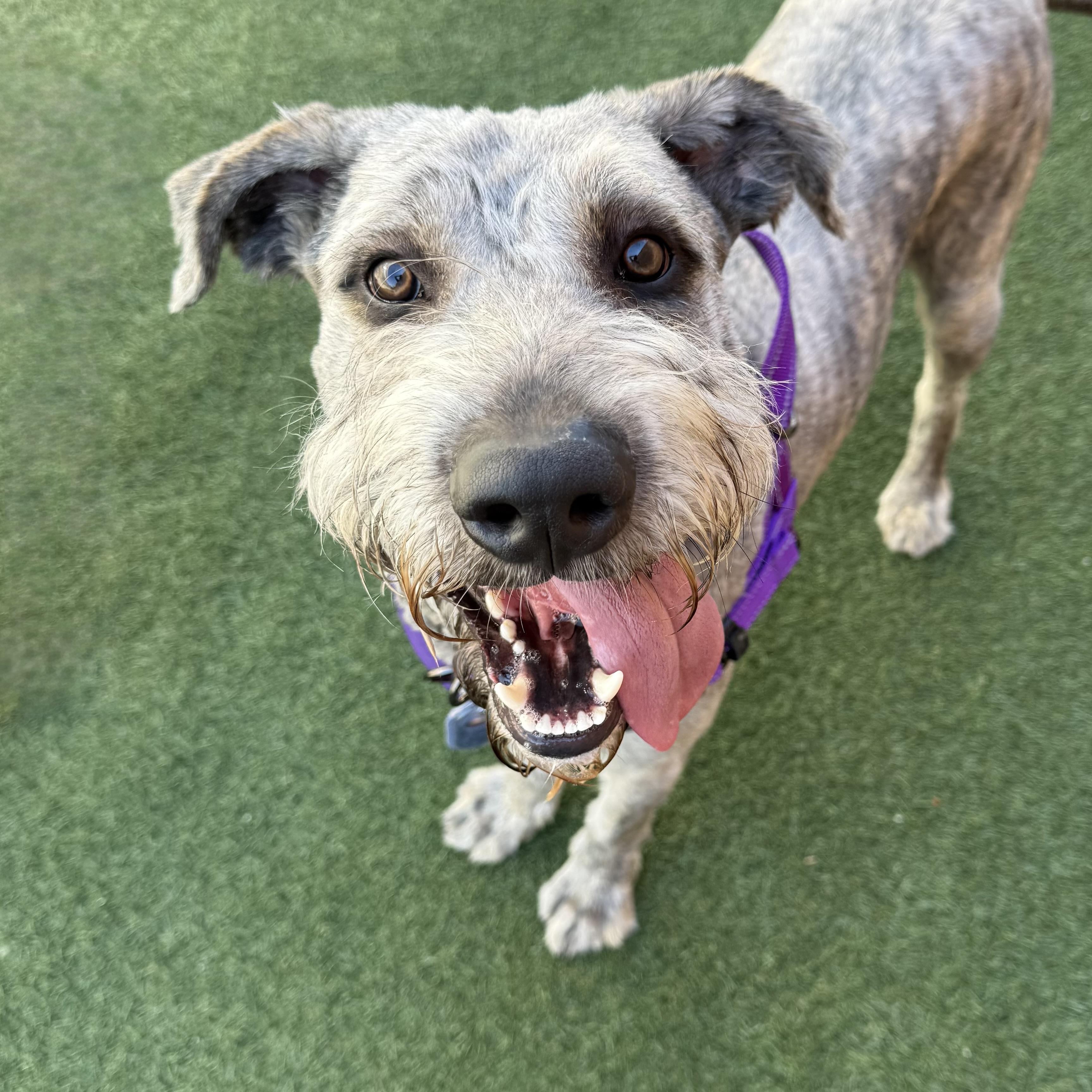 Enlarge Rango, an adopted mixed breed in Itasca, IL image 2/2