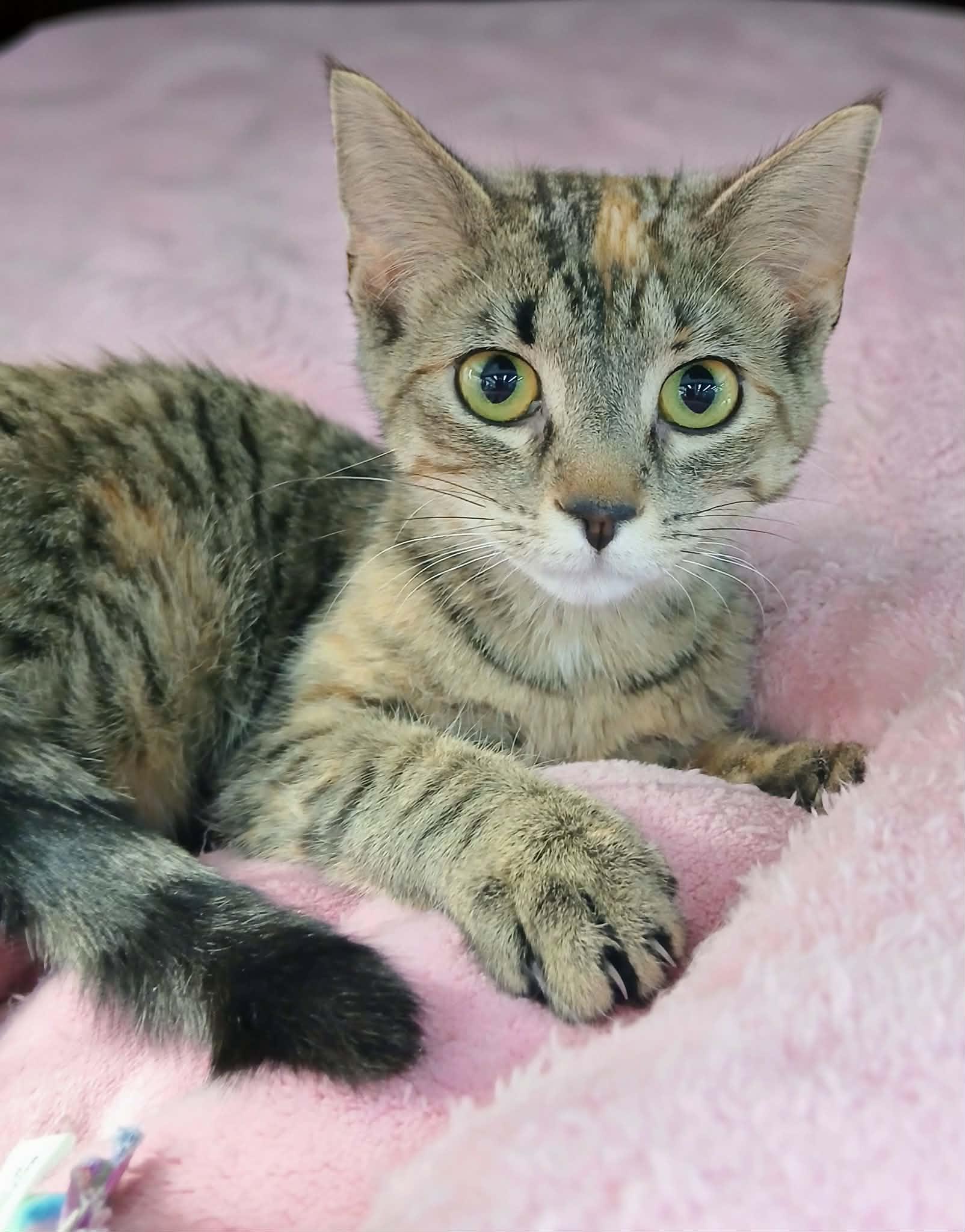 Enlarge Nora, a ADOPTABLE Torbie in Hamilton, ON image 3/3