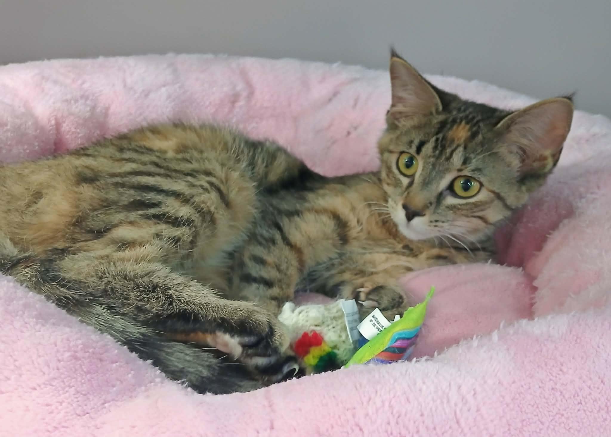 Enlarge Nora, a ADOPTABLE Torbie in Hamilton, ON image 1/3