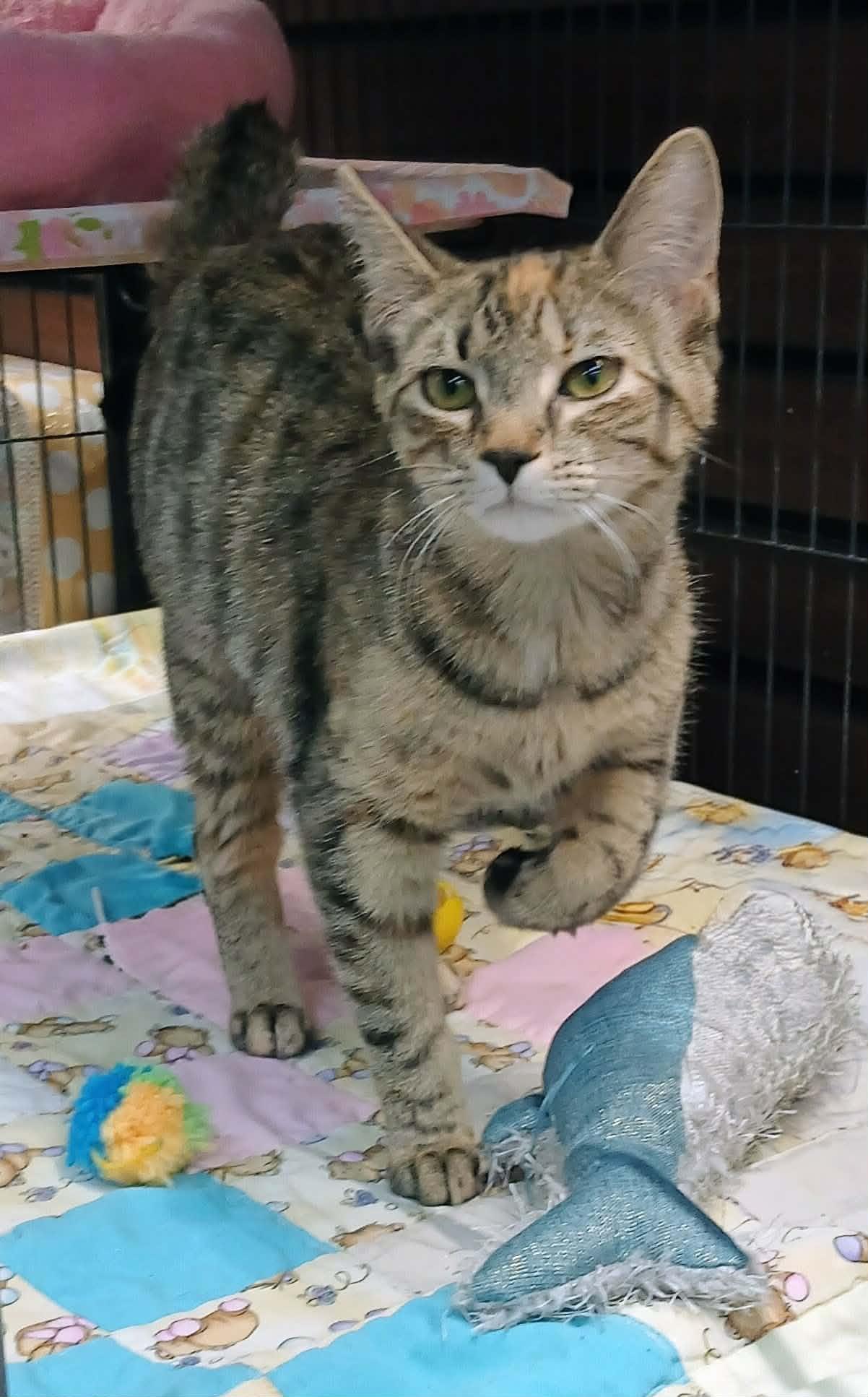 Enlarge Nora, a ADOPTABLE Torbie in Hamilton, ON image 2/3